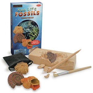 make your own fossil dig kit