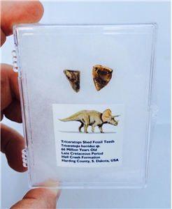 Fossilized Triceratops Shed Teeth