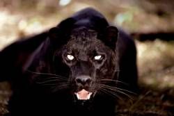 Black Panther Poster Laminated 
