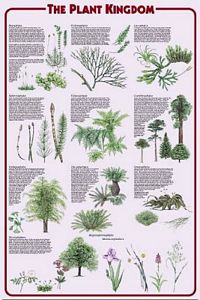 Plant Kingdom Laminated Poster