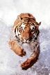 Tiger Running Through Water Poster Laminated