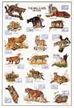 Big Cats Poster