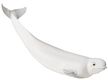 Safari Beluga Whale