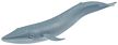 Wild Safari Blue Whale