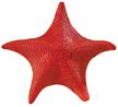 Safari Bat Star