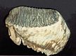 Woolly Mammoth Tooth Replica