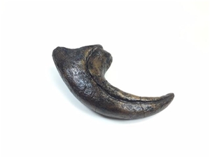 allosaurus claw for sale