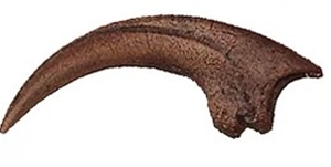 velociraptor claw fossil