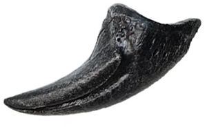 allosaurus claw for sale