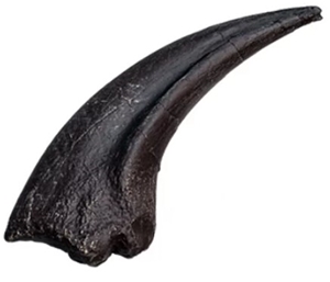 t rex claw fossil