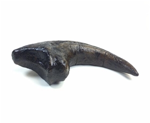 allosaurus claw for sale