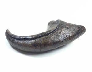 allosaurus claw for sale