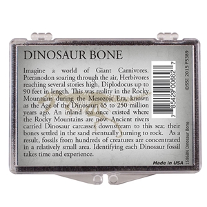 genuine dinosaur bone