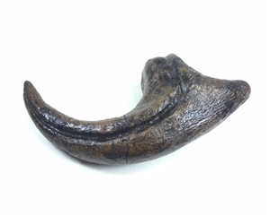 allosaurus claw for sale