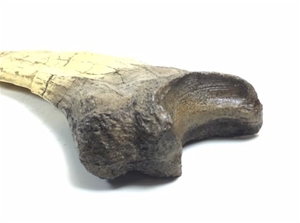 Therinzinosaurus Dinosaur Claw Replica (23 inches long)