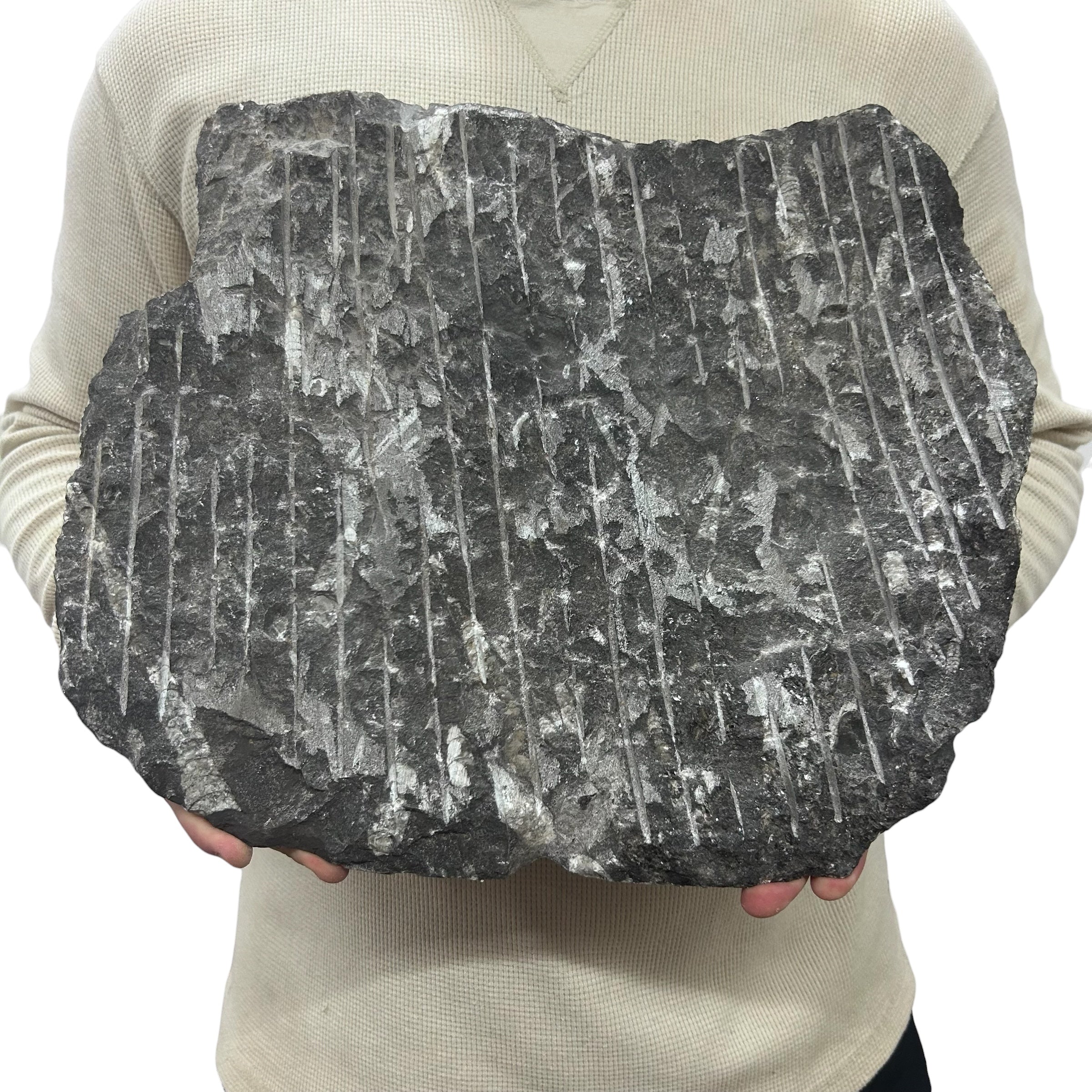 Large Fossil Orthoceras Plaque | Polished Specimen Sculpture 15.25" 21.70 lbs | Home Office Décor