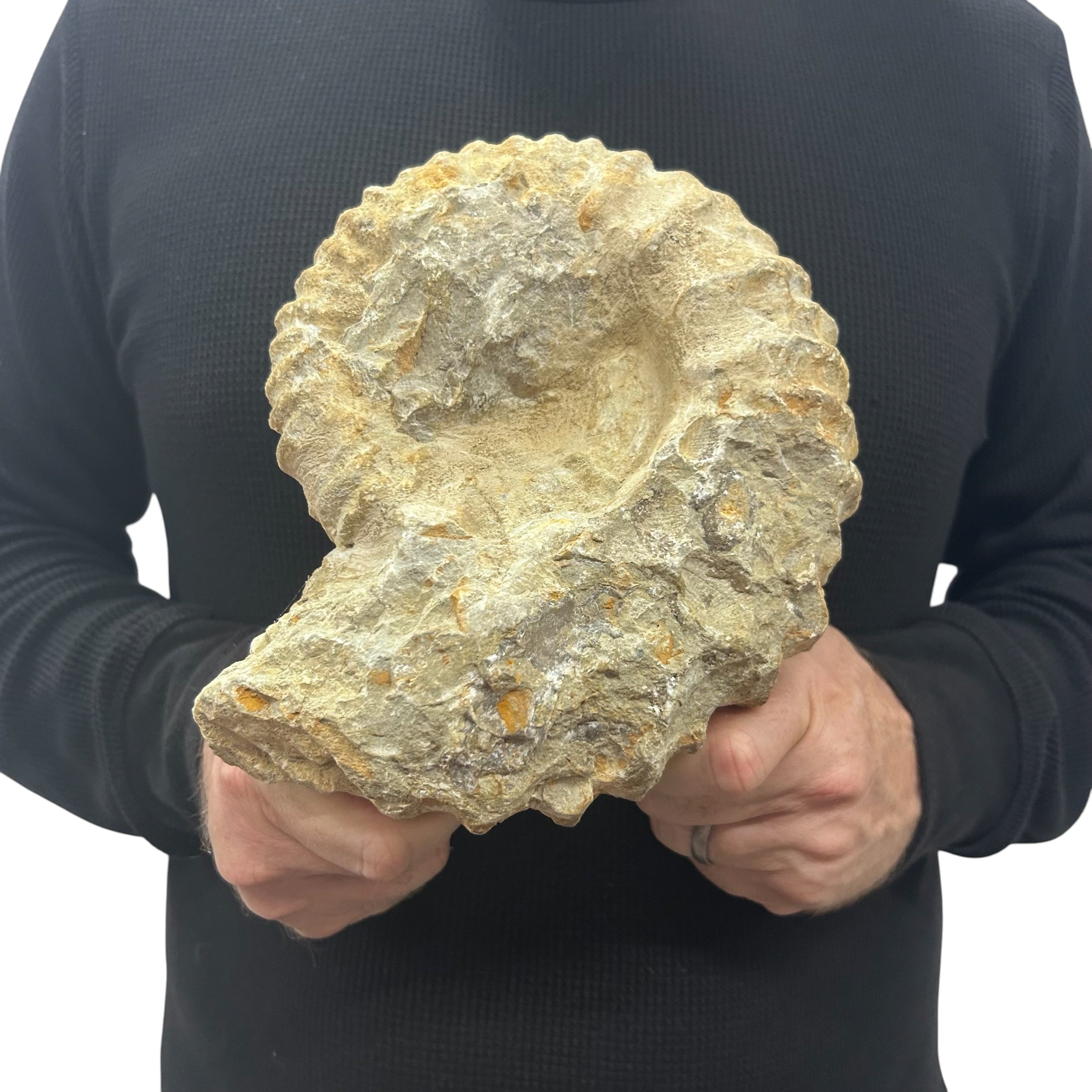 Real Fossilized Authentic Ammonite 7.25” 6.85 lbs | Home or Office Décor