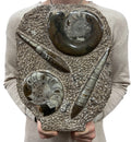 Large Ammonite Fossil Sculpture- Polished Specimen Standing Sculpture Cut Base Decor 14"