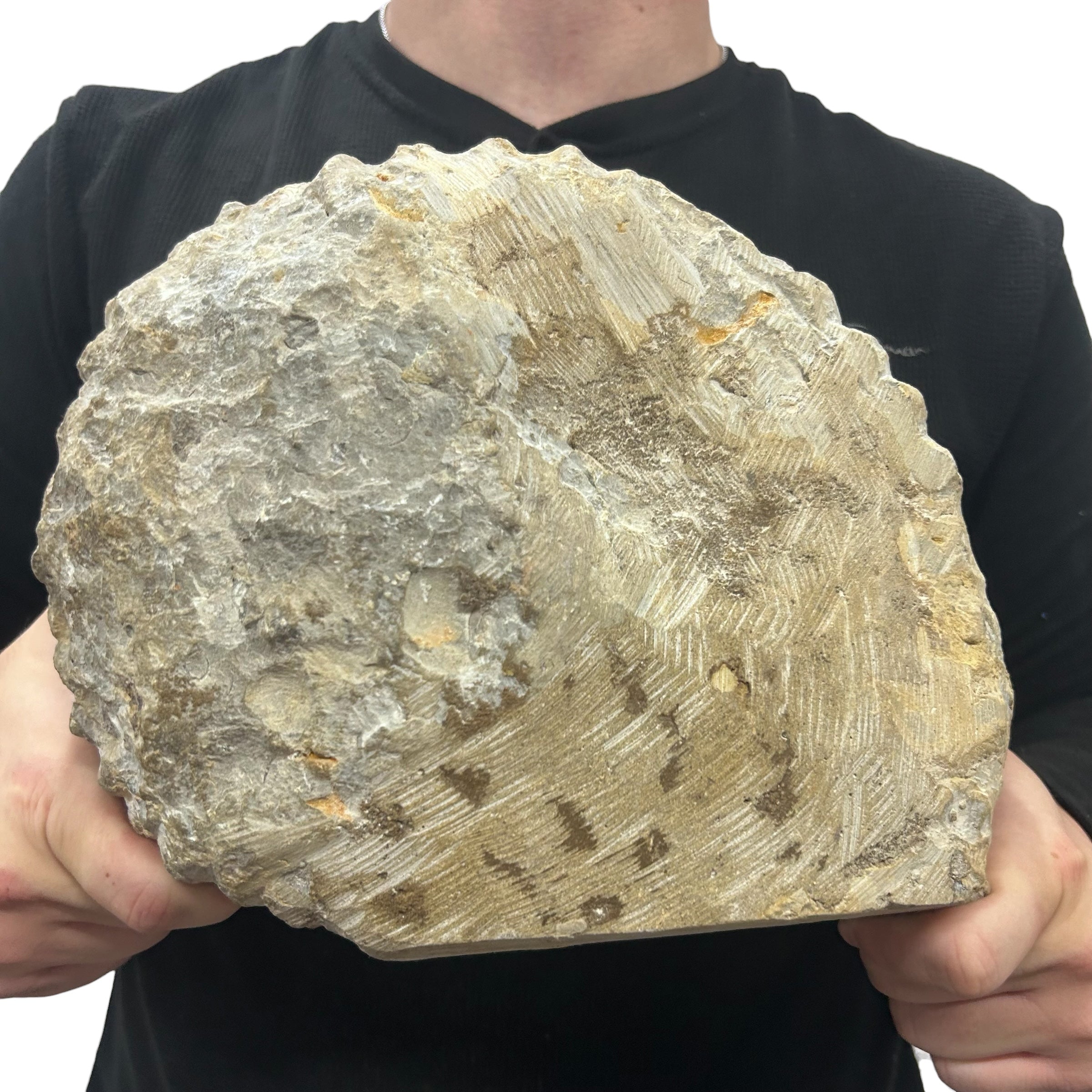Huge Real Fossilized Authentic Ammonite Cut Base 9” 20.34 lbs | Home or Office Décor