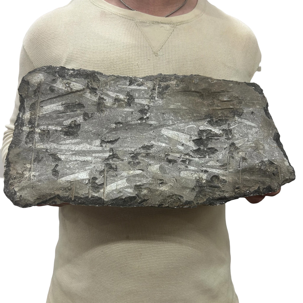 Large Fossil Orthoceras Plaque | Polished Specimen Sculpture 16" 15.50 lbs | Home Office Décor