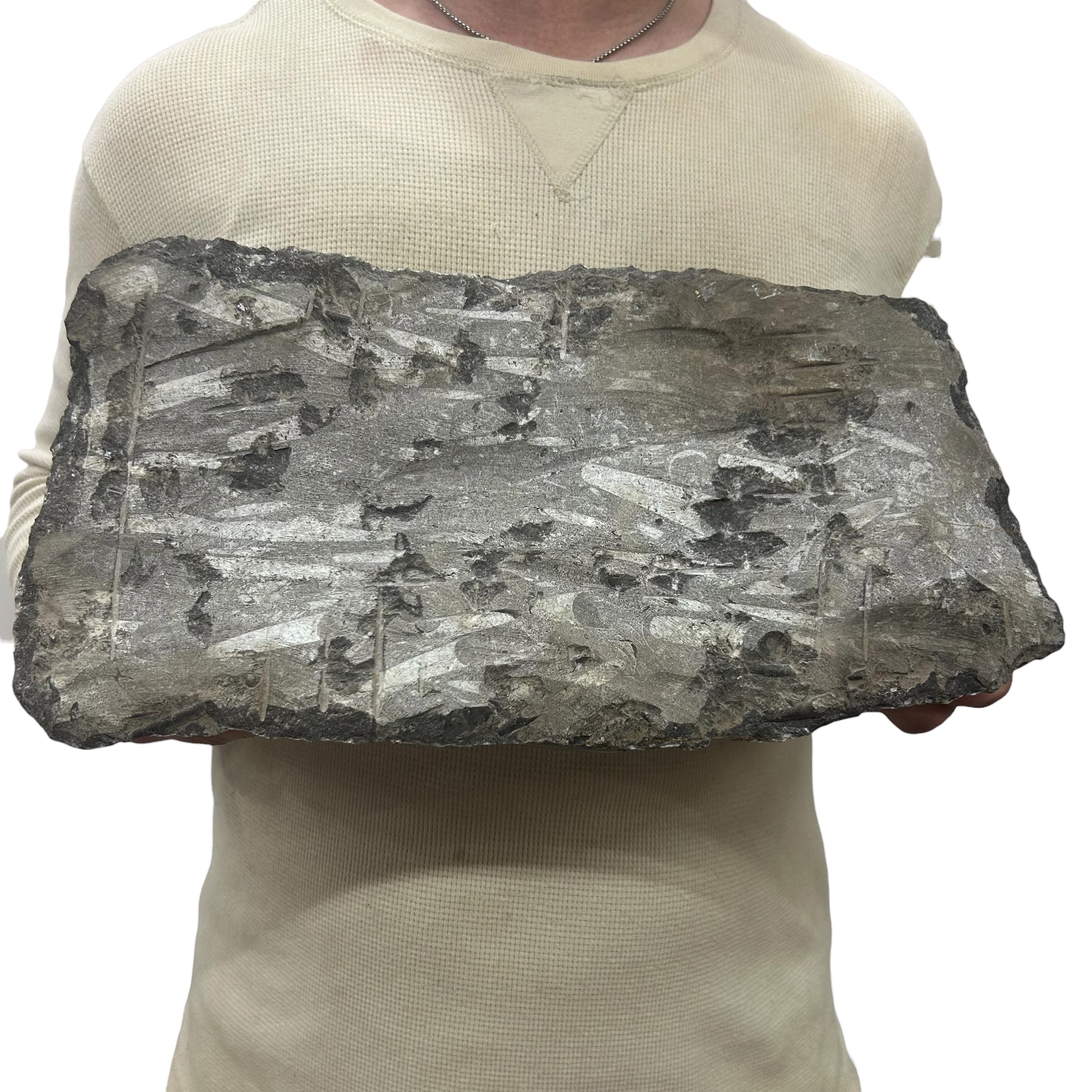 Large Fossil Orthoceras Plaque | Polished Specimen Sculpture 16" 15.50 lbs | Home Office Décor