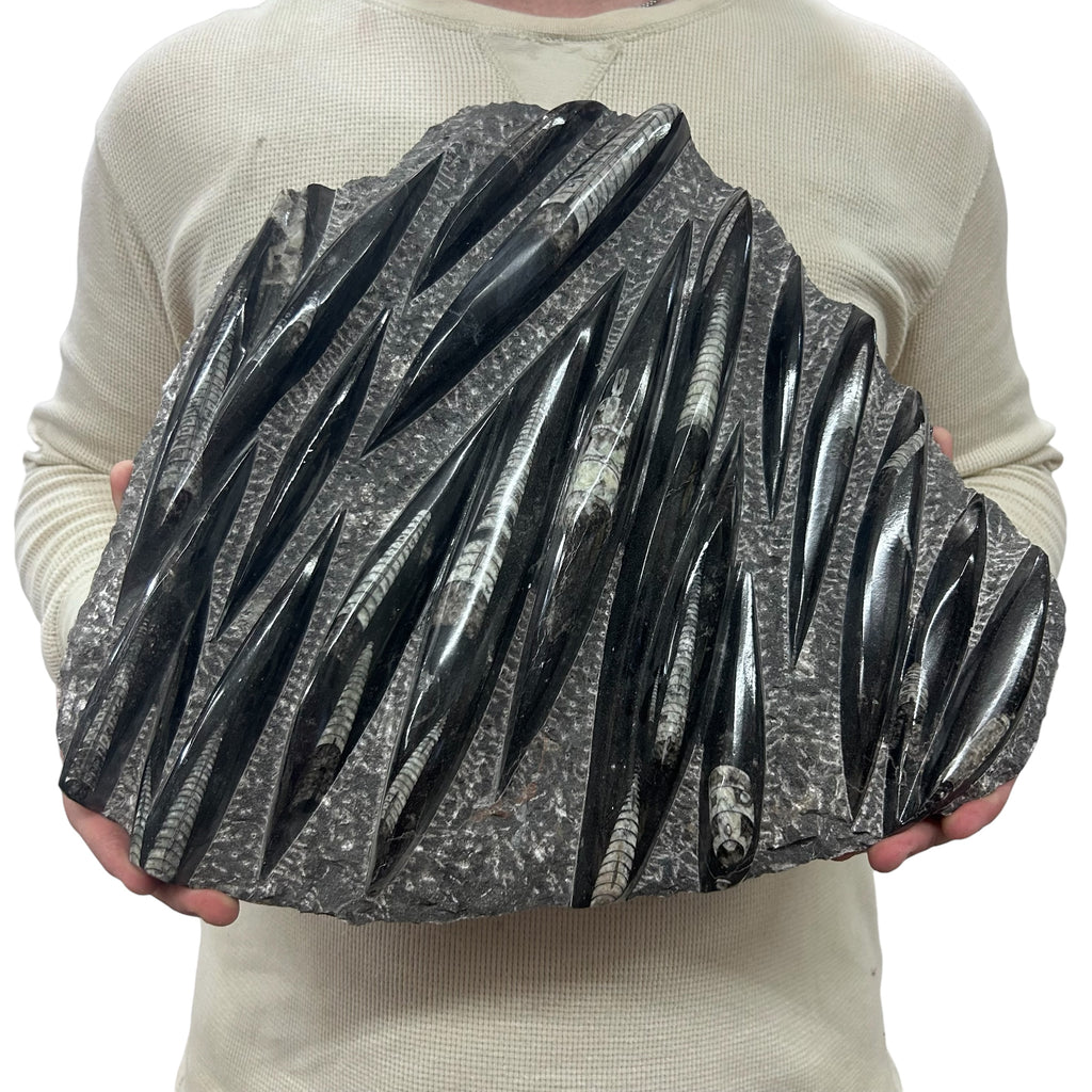 Large Fossil Orthoceras Plaque | Polished Specimen Sculpture 14.5" 15.35 lbs | Home Office Décor