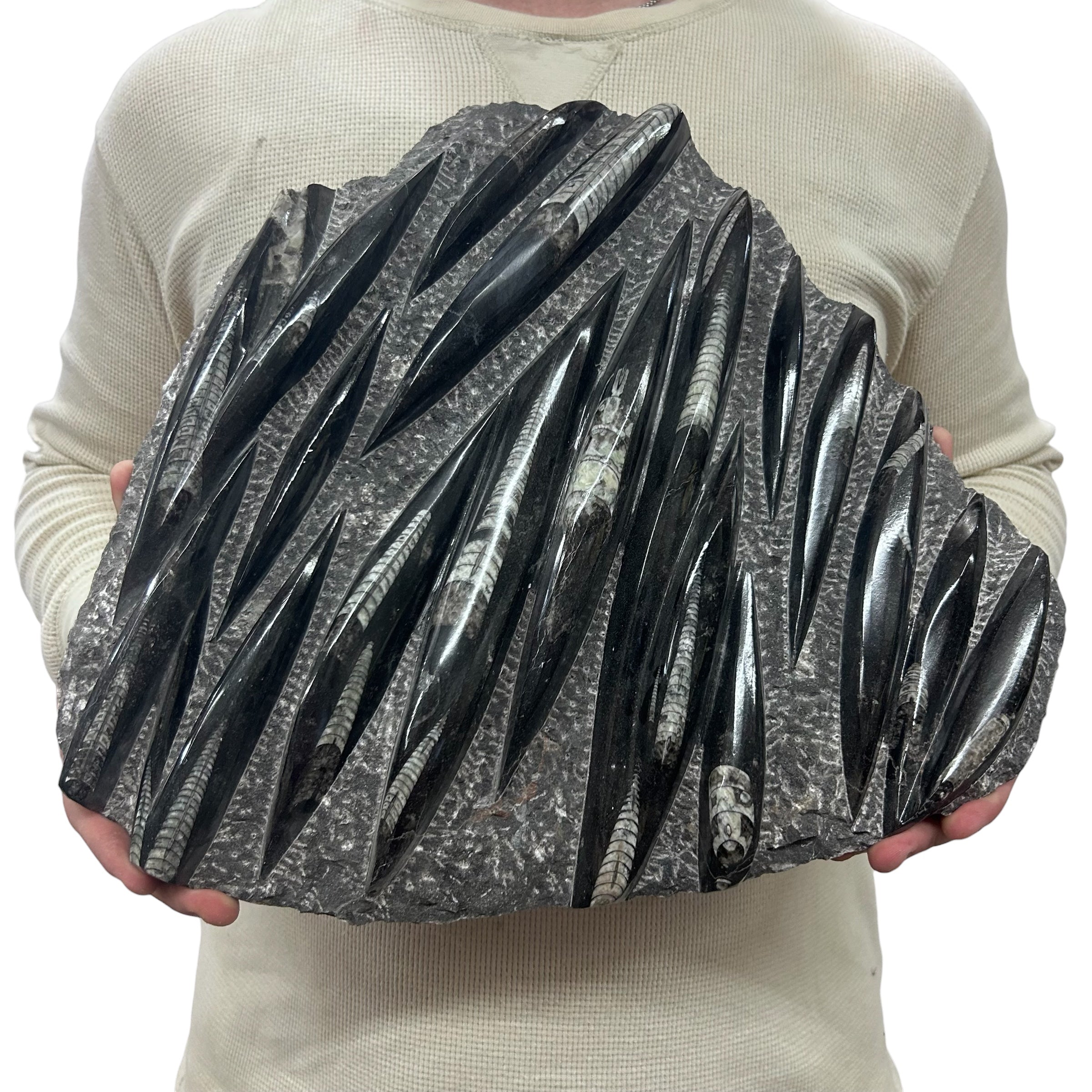 Large Fossil Orthoceras Plaque | Polished Specimen Sculpture 14.5" 15.35 lbs | Home Office Décor
