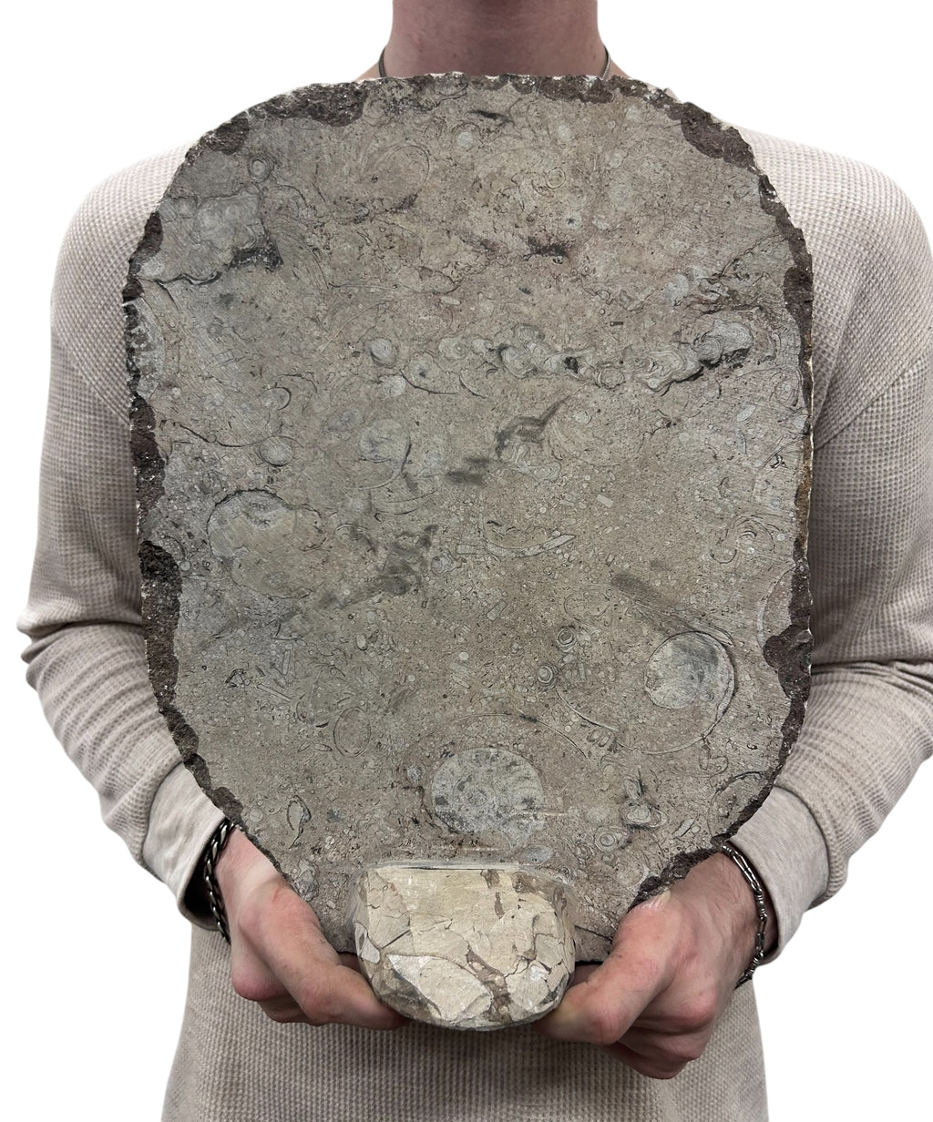 Large Ammonite Fossil Sculpture- Polished Specimen Standing Sculpture Cut Base Decor 14"