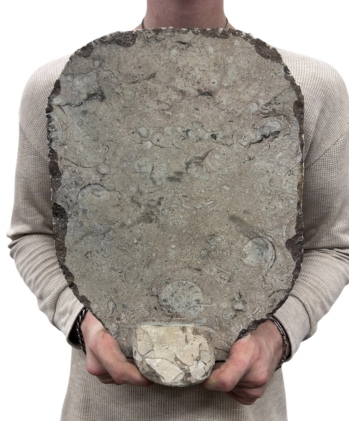 Large Ammonite Fossil Sculpture- Polished Specimen Standing Sculpture Cut Base Decor 14"