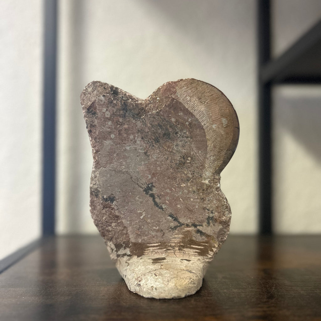 Small Orthoceras and Gontite Fossil Slab Plaque w/ Standing base - Polished Specimen Sculpture 6.25" 1.67 lbs