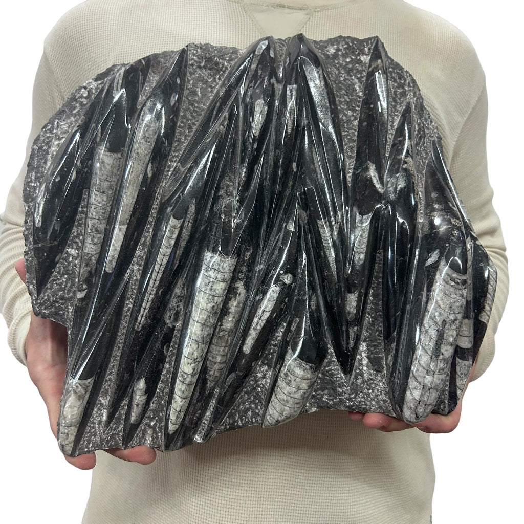 Large Fossil Orthoceras Plaque | Polished Specimen Sculpture 15.25" 21.70 lbs | Home Office Décor