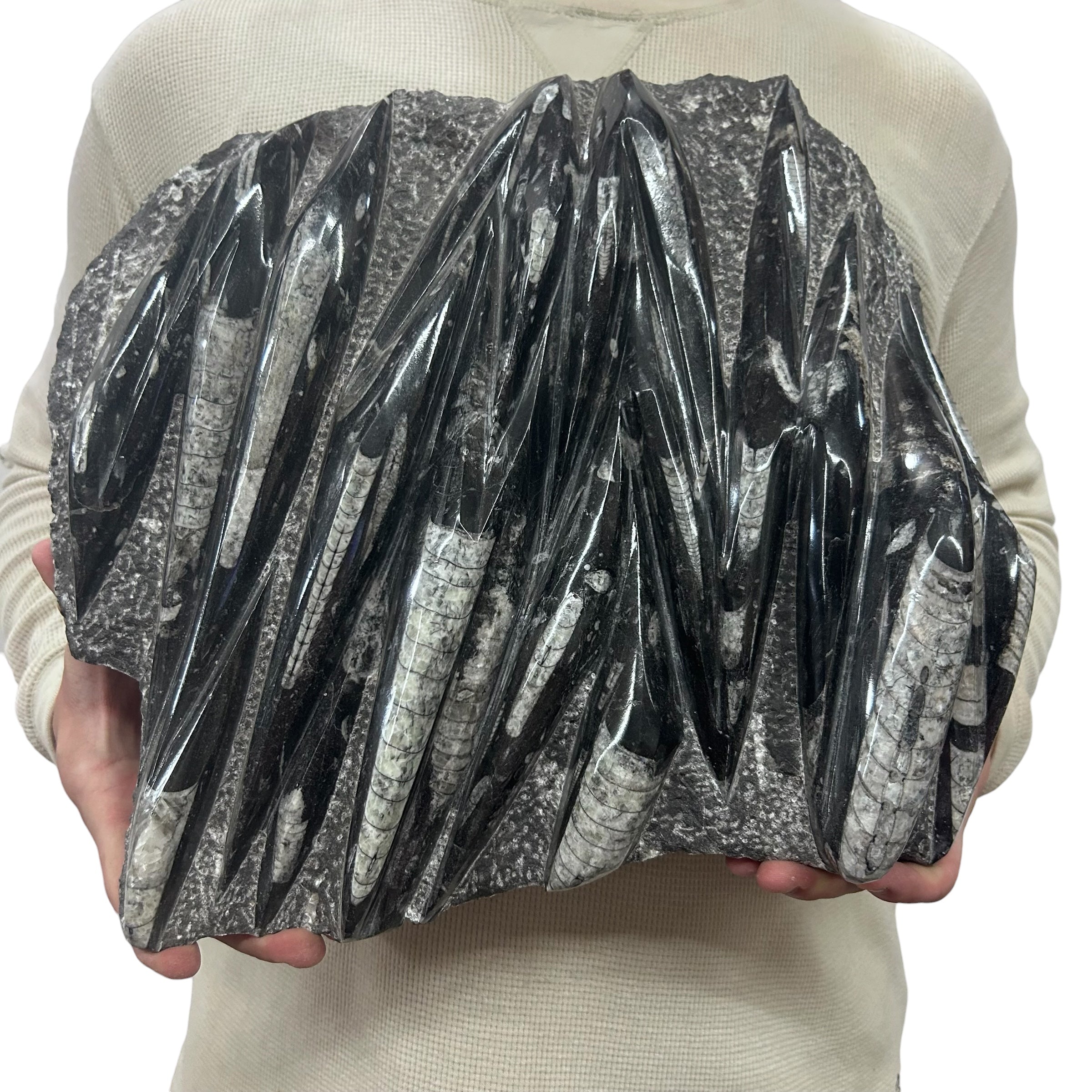 Large Fossil Orthoceras Plaque | Polished Specimen Sculpture 15.25" 21.70 lbs | Home Office Décor
