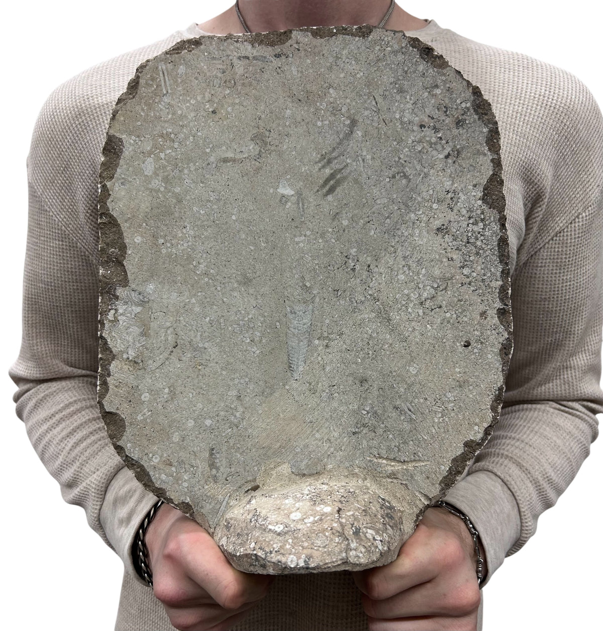 Large Ammonite Fossil Sculpture- Polished Specimen Standing Sculpture Cut Base Decor 14"