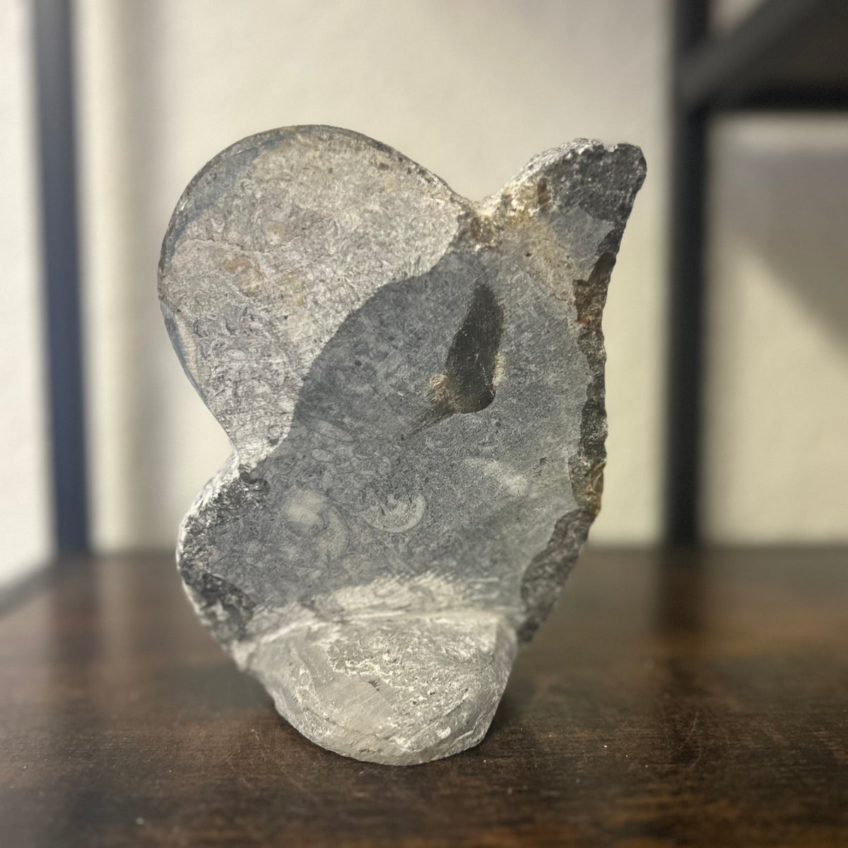 Small Orthoceras and Gontite Fossil Slab Plaque w/ Standing base - Polished Specimen Sculpture 6.25" 1.67 lbs