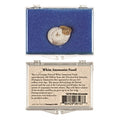 White Ammonite Fossil Educational Box