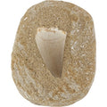 Mosasaur Tooth on Matrix
