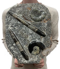 Large Ammonite Fossil Sculpture- Polished Specimen Standing Sculpture Cut Base Decor 14"