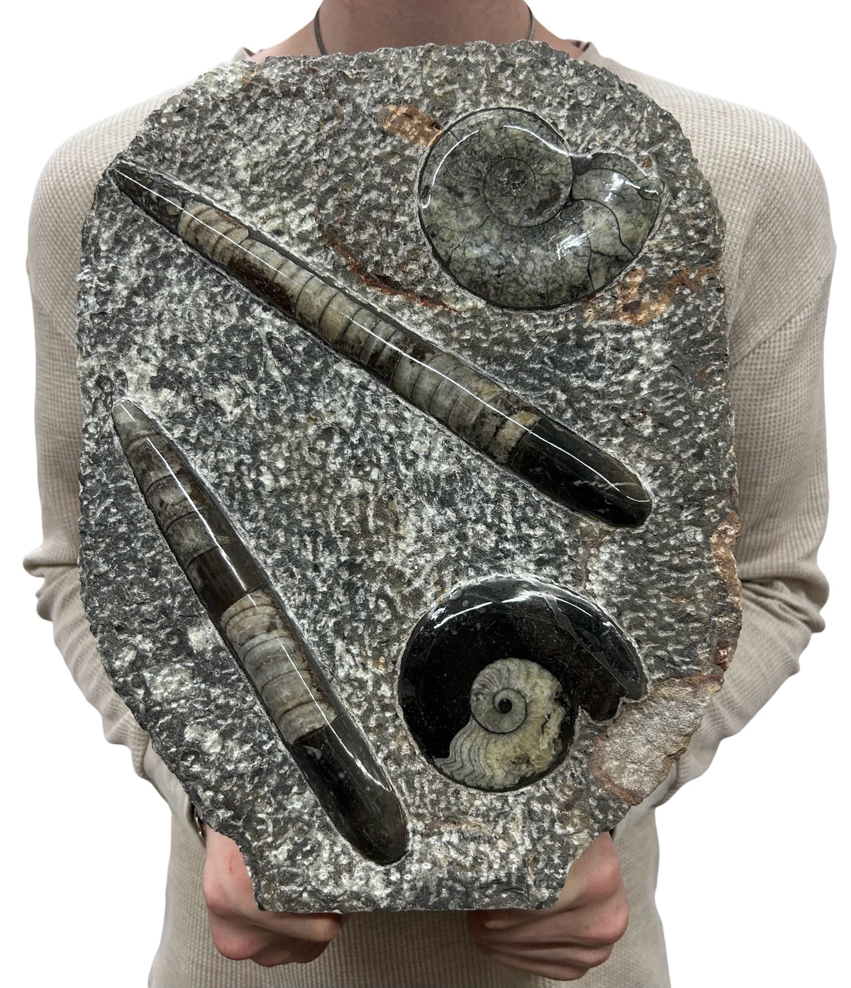 Large Ammonite Fossil Sculpture- Polished Specimen Standing Sculpture Cut Base Decor 14"