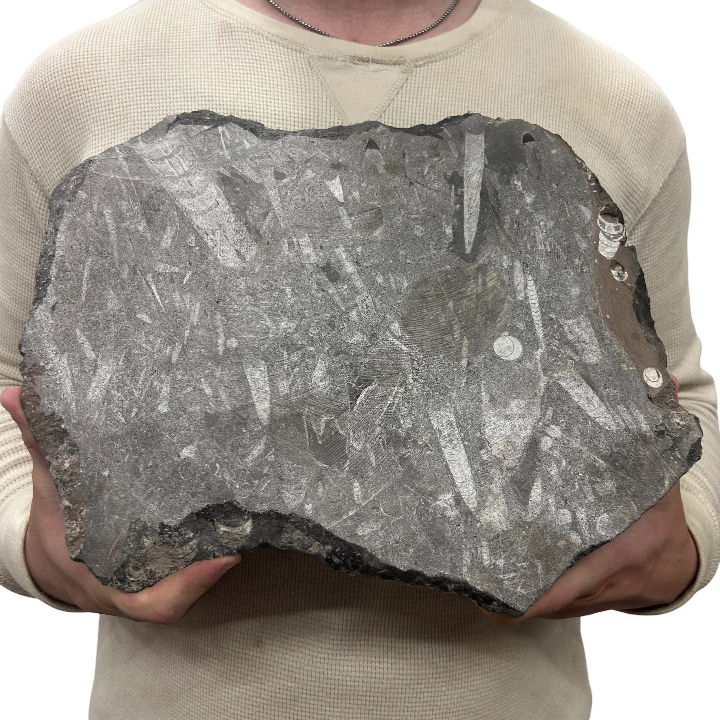 Large Fossil Orthoceras Plaque | Polished Specimen Sculpture 17.75" 15.70 lbs | Home Office Décor