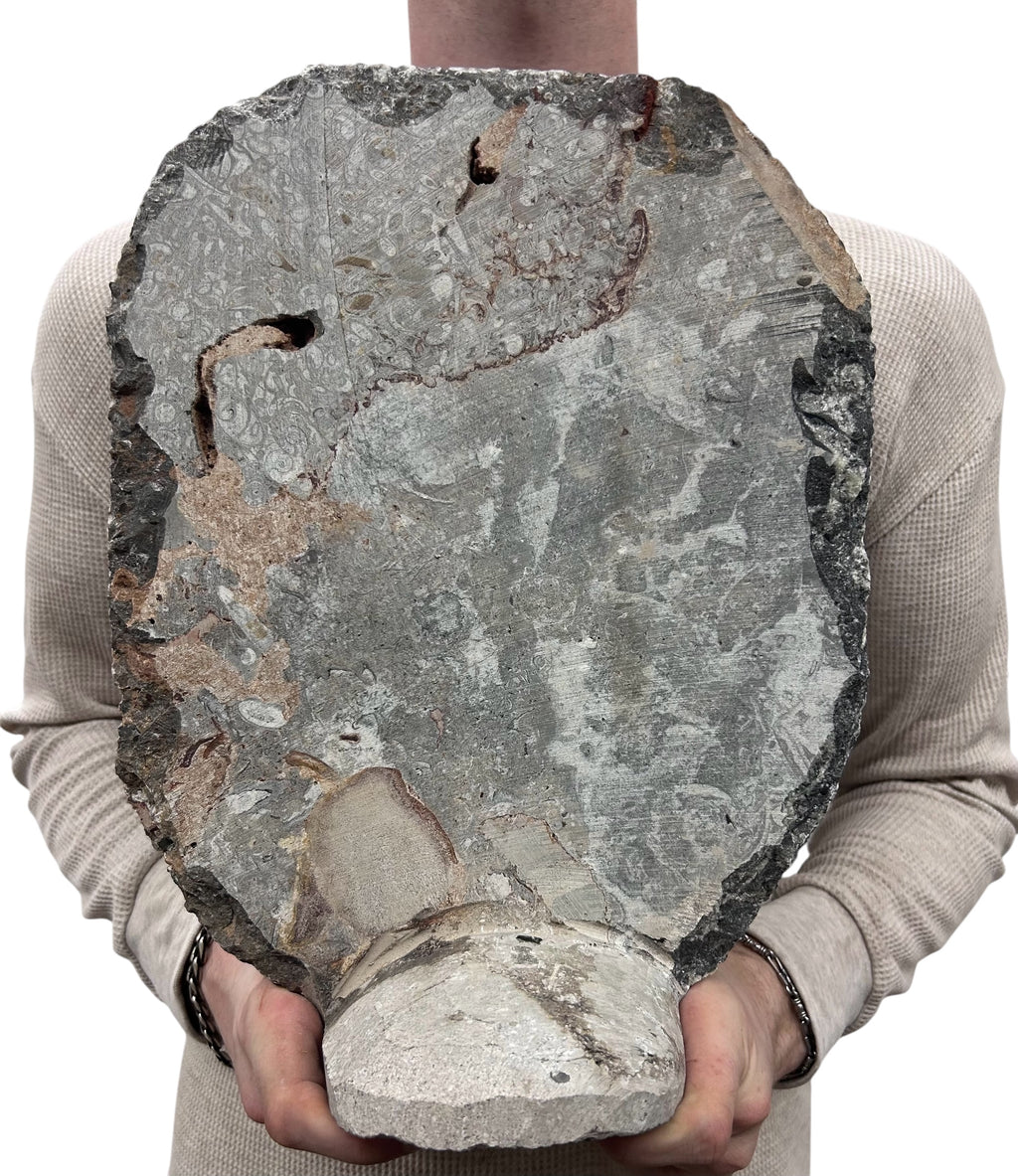 Large Ammonite Fossil Sculpture- Polished Specimen Standing Sculpture Cut Base Decor 14"
