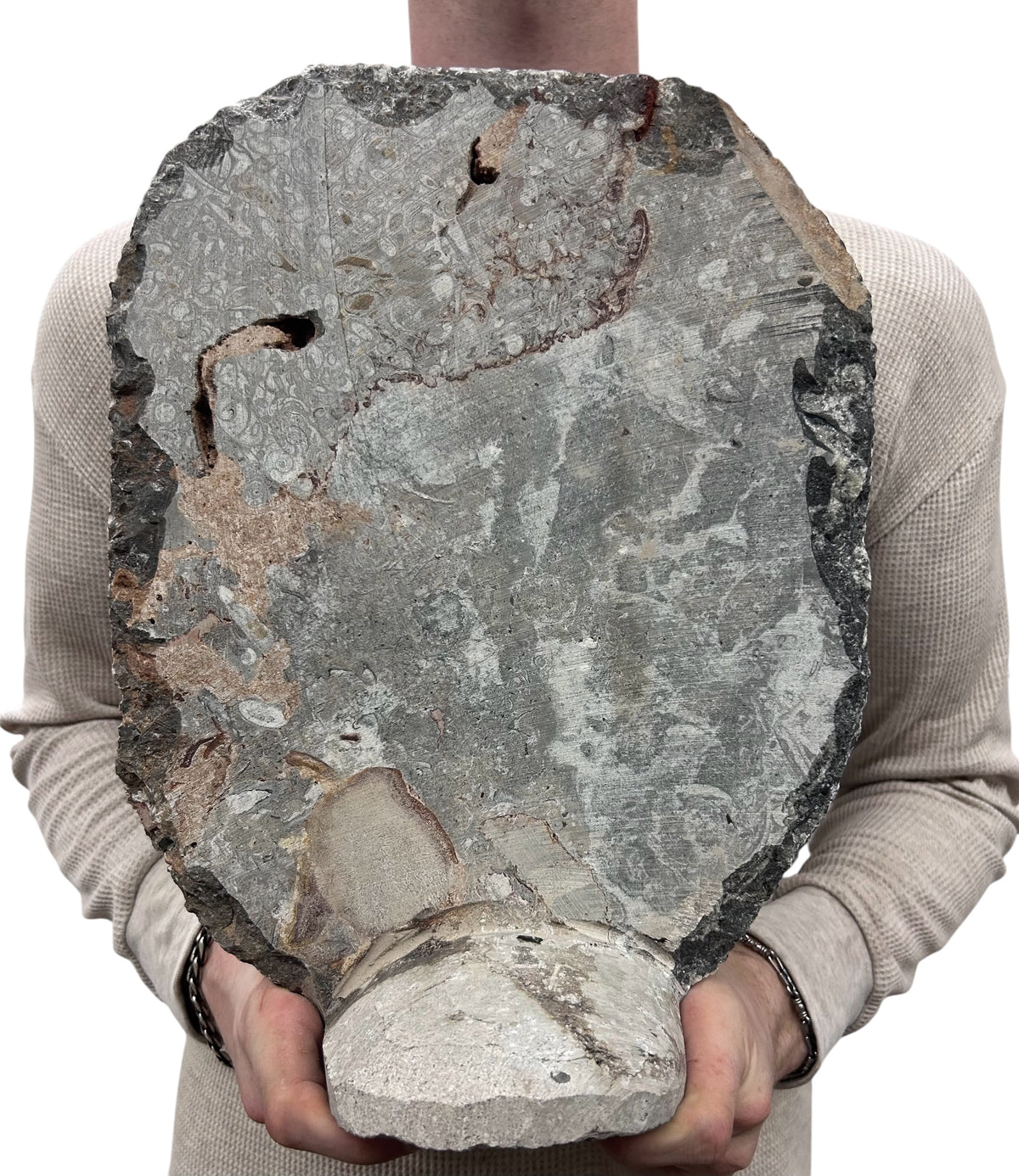 Large Ammonite Fossil Sculpture- Polished Specimen Standing Sculpture Cut Base Decor 14"