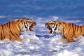 Bengal Tigers Roaring Poster