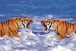 Bengal Tigers Roaring Poster