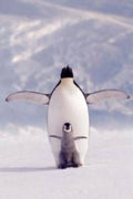 Penguin and Chick Poster Laminated