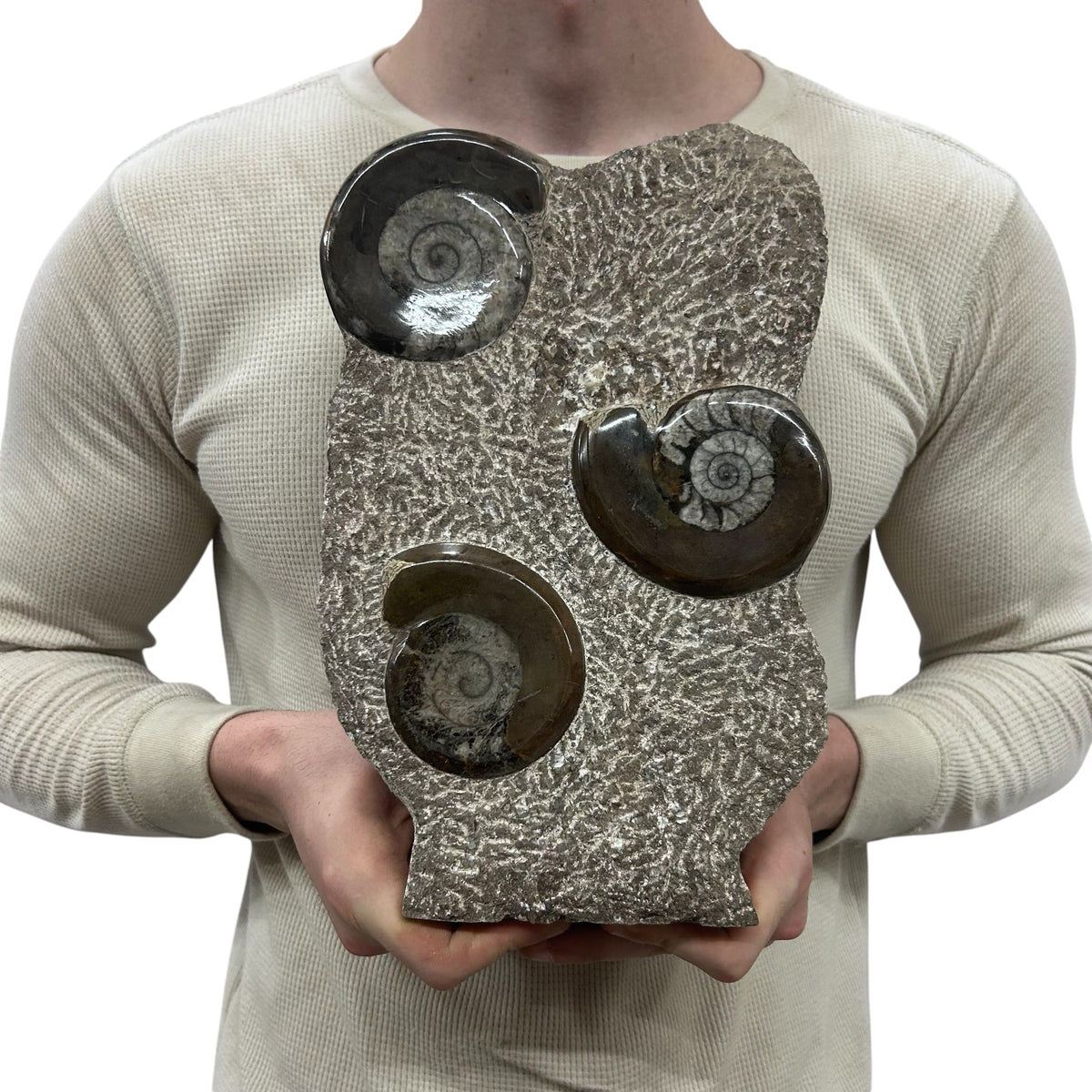 Medium Fossil Orthoceras and Gonatite Slab Plaque Standing Base - Polished Specimen Sculpture 11" 5.32 Lbs.