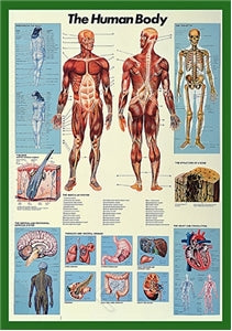 The Human Body Poster