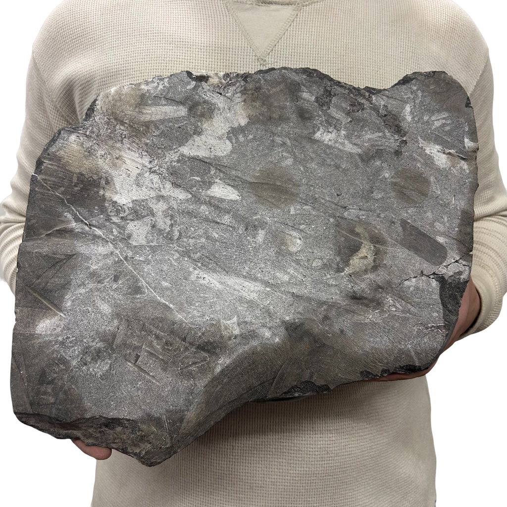Large Fossil Orthoceras Plaque | Polished Specimen Sculpture 13.75" 14.90 lbs | Home Office Décor