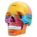 4D Didactic Exploded Skull