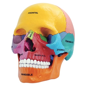 4D Didactic Exploded Skull