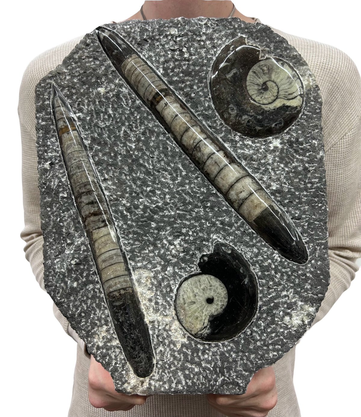 Large Ammonite Fossil Sculpture- Polished Specimen Standing Sculpture Cut Base Decor 14"